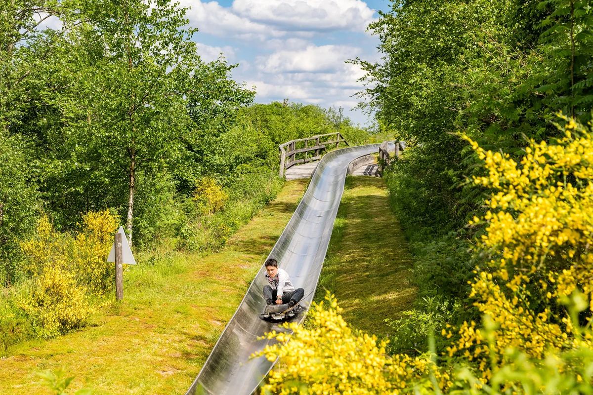 Sommerrodelbahn zwischen Ginster und Bäumen