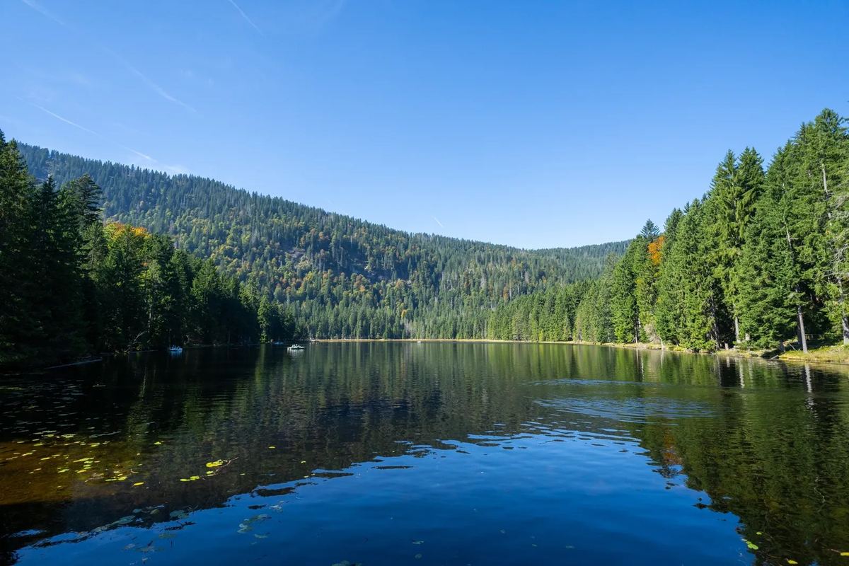Stiller See zwischen Fichtenwald