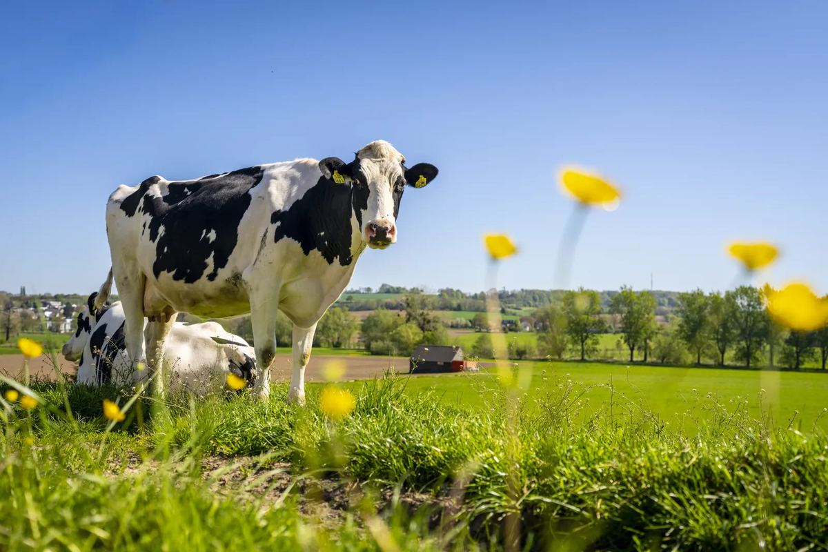 Kühe auf einer Wiese mit Löwenzahn