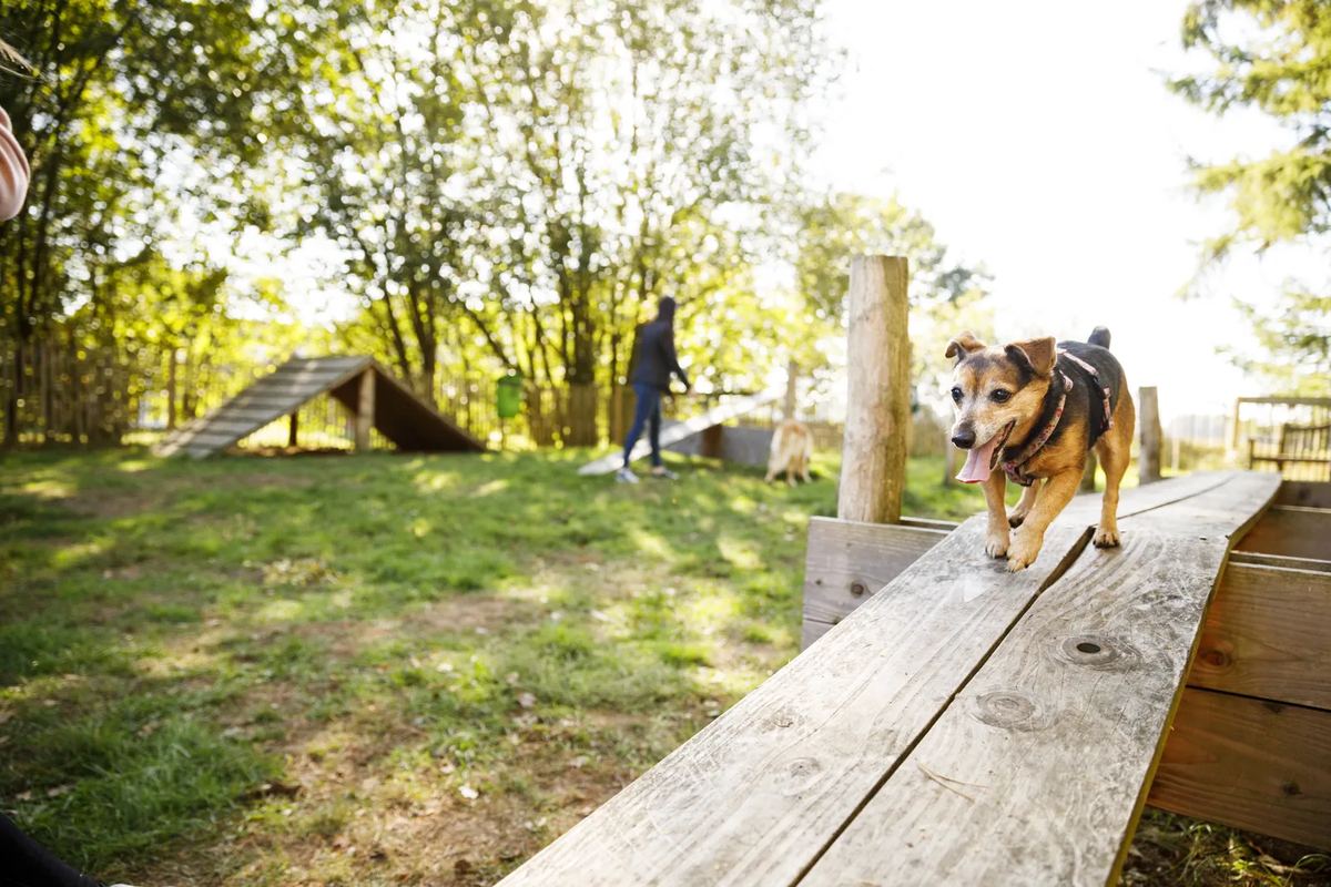 Hund läuft über einen Balken auf einem Parcours