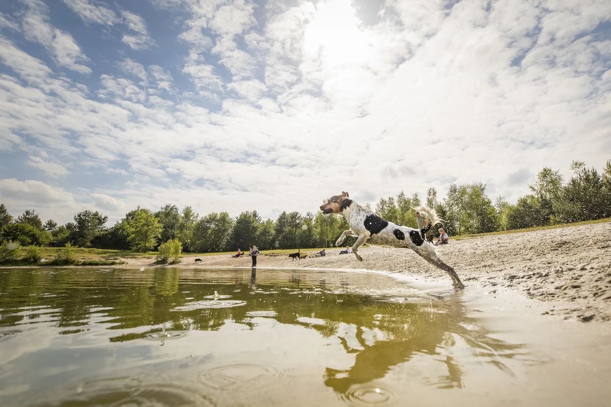 Hund springt in einen flachen See