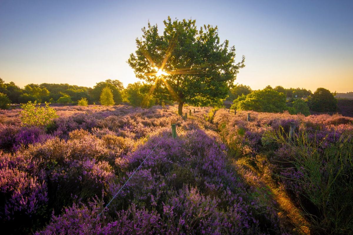 Blühende Heide im Abendlicht